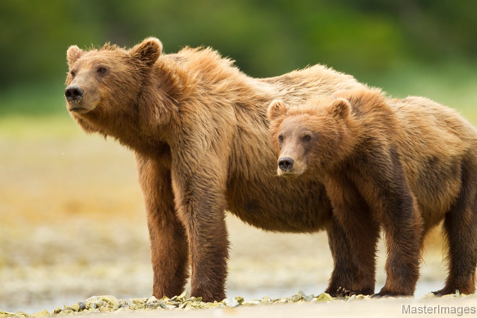 soft brown bear